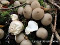 Apioperdon pyriforme-amf1923